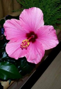 blume2